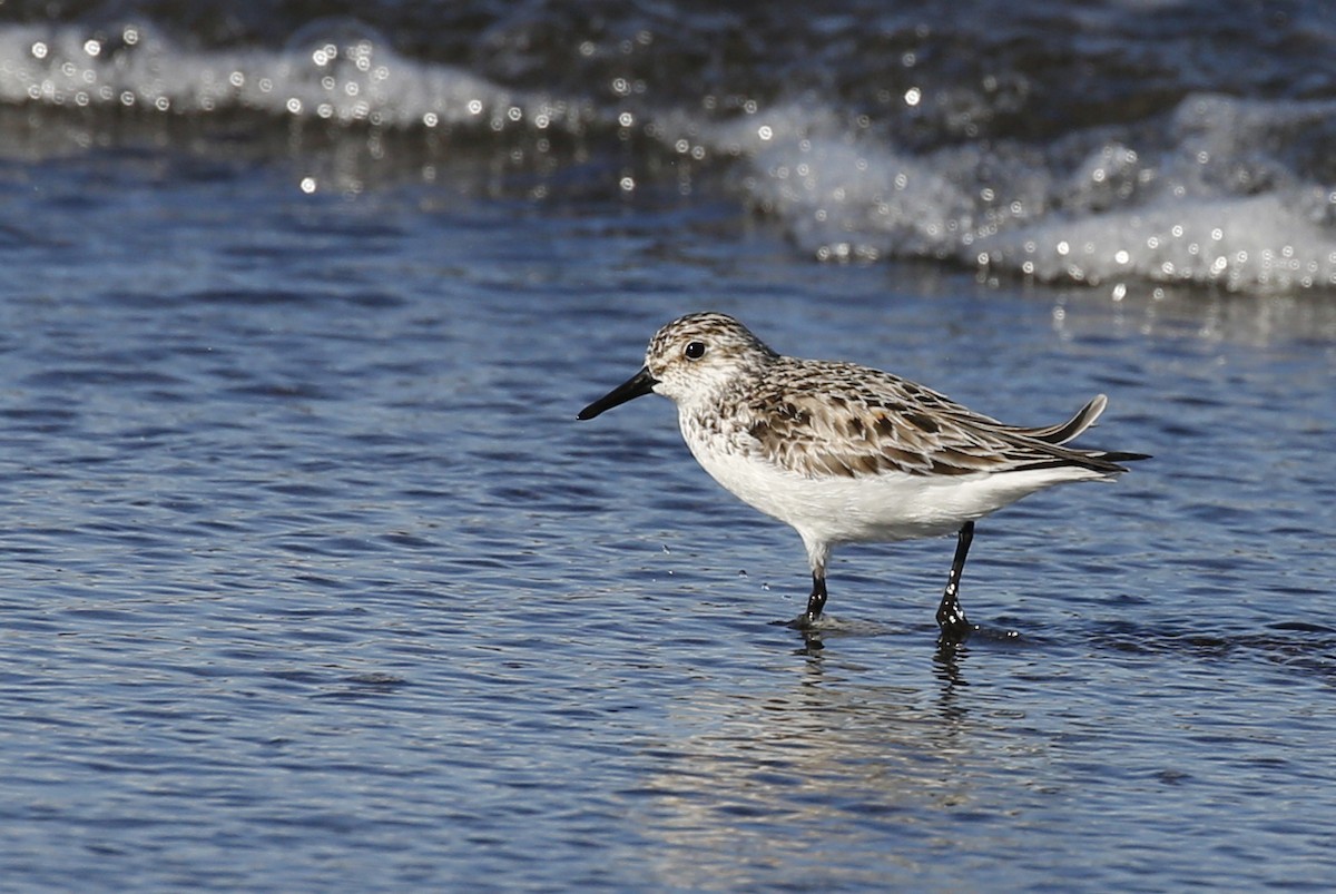 Sanderling - Laura Keene