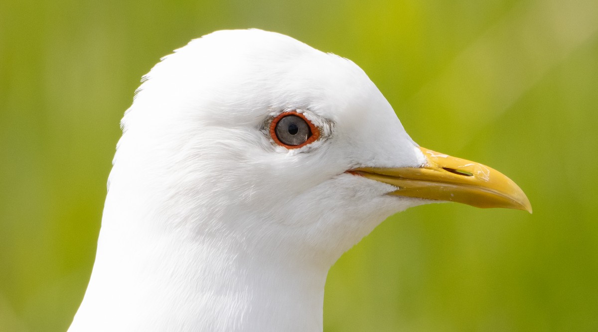 Short-billed Gull - Liam Huber