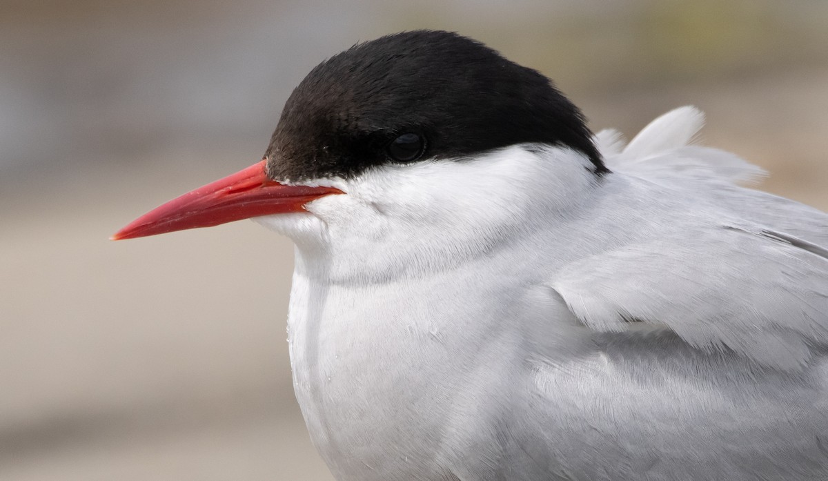 Arctic Tern - Liam Huber