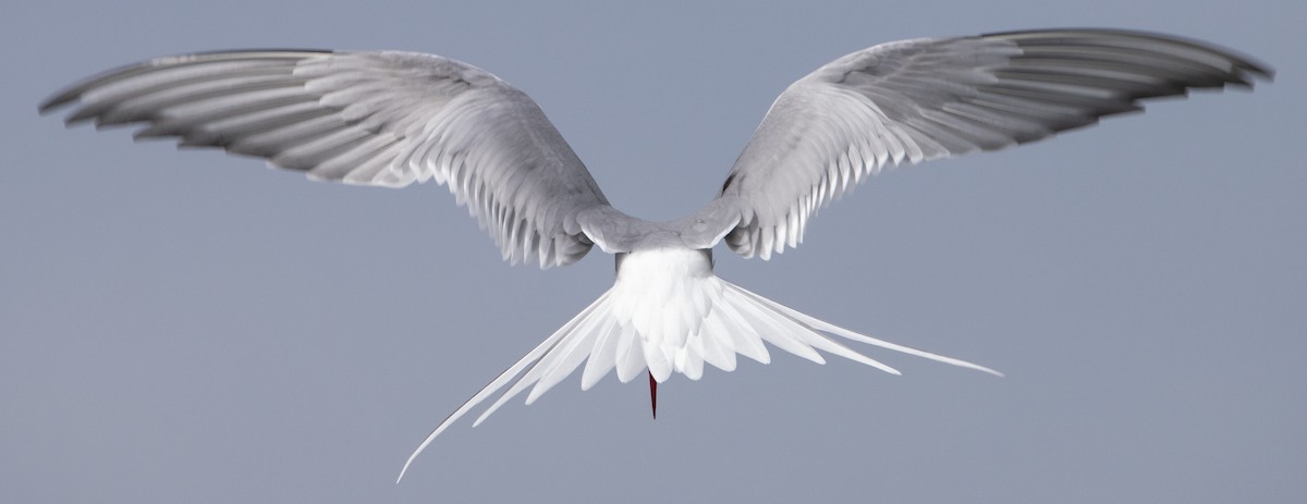 Arctic Tern - Liam Huber