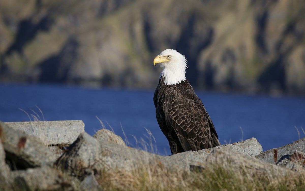 Bald Eagle - ML348257381