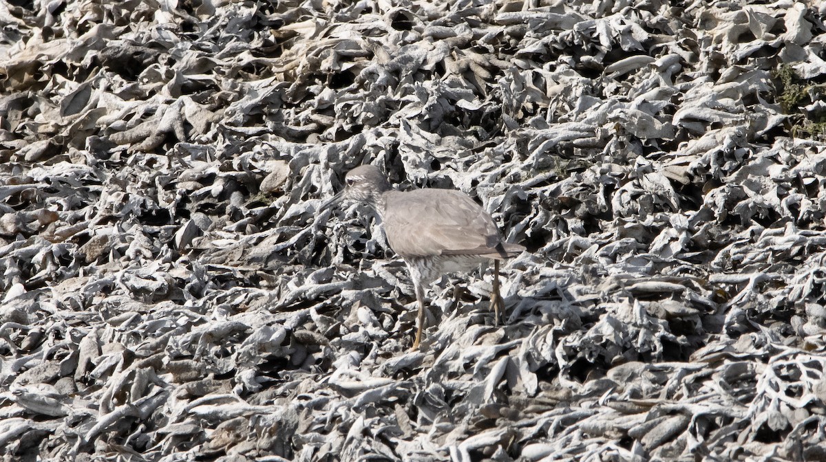 Wandering Tattler - ML348259311