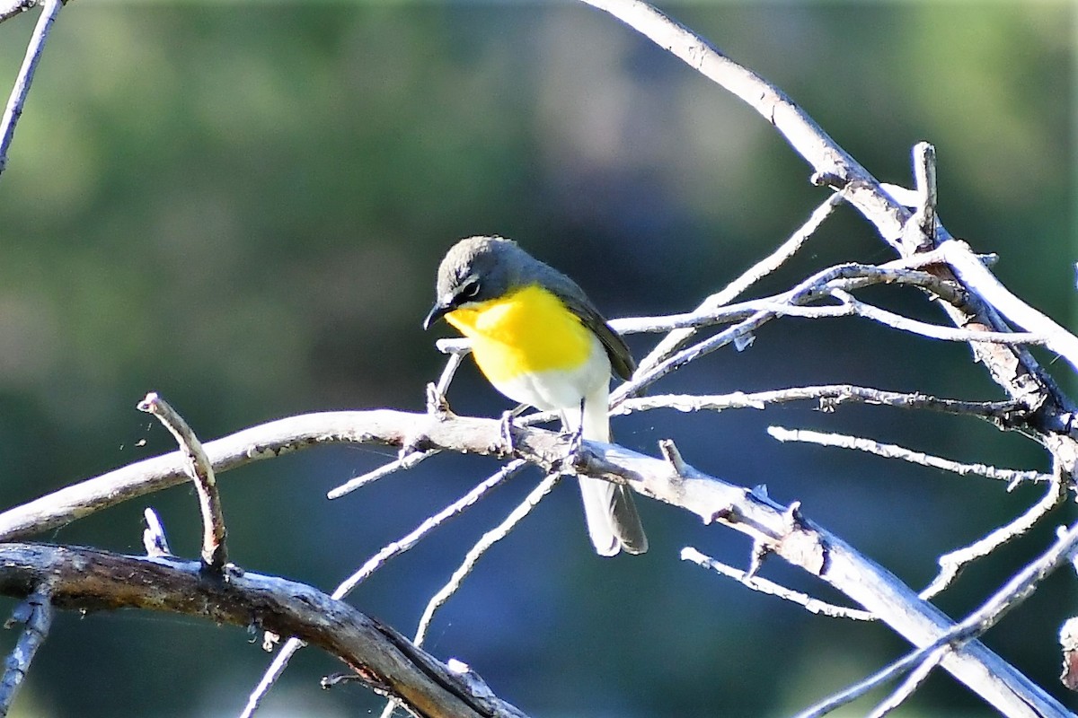 Yellow-breasted Chat - ML348259781