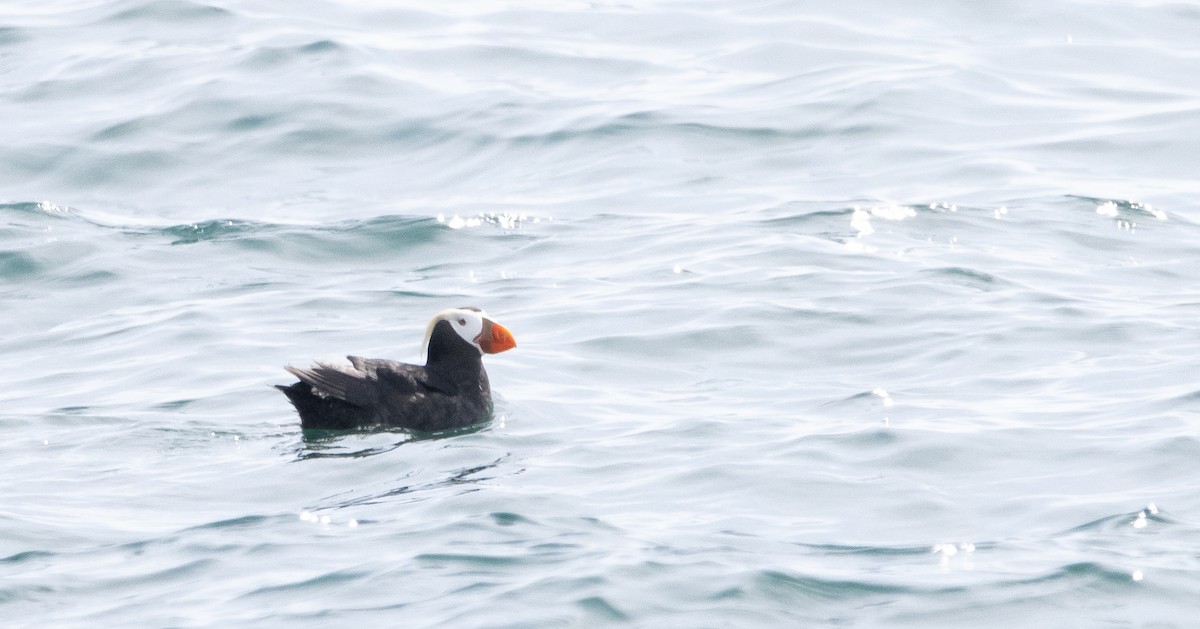 Tufted Puffin - Liam Huber