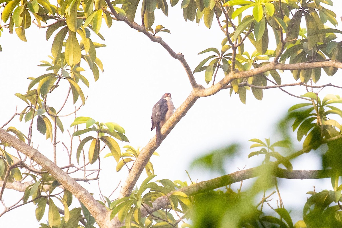 Red-thighed Sparrowhawk - Vincent Romera