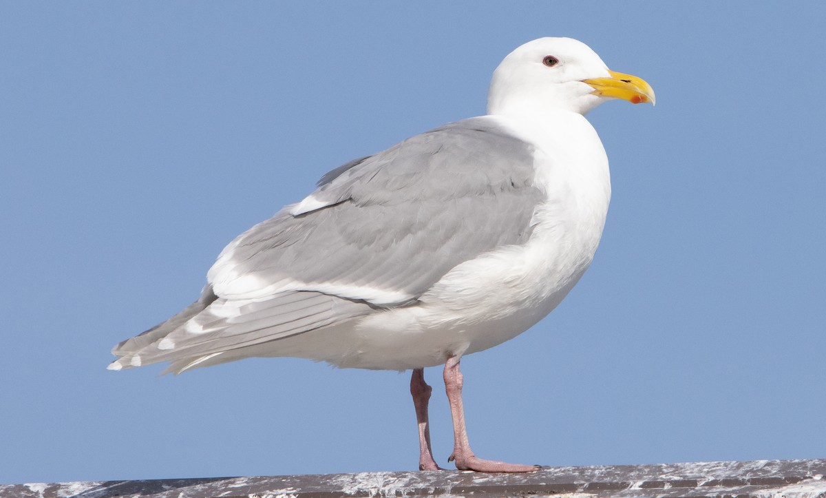 Glaucous-winged Gull - Liam Huber