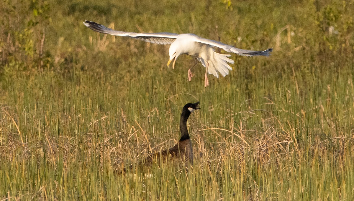 Canada Goose - ML348262071