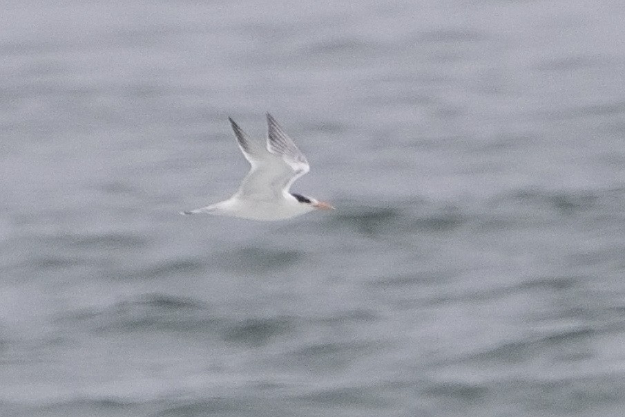 Elegant Tern - ML34826471