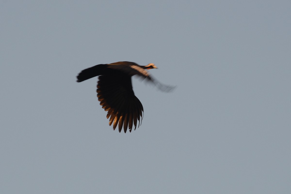 Red-throated Piping-Guan - ML348265091