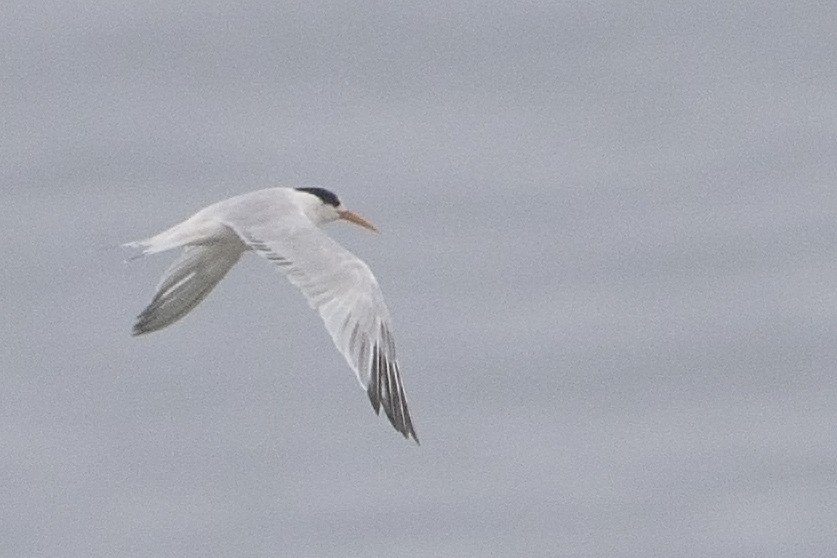 Elegant Tern - Bradley Hacker 🦜