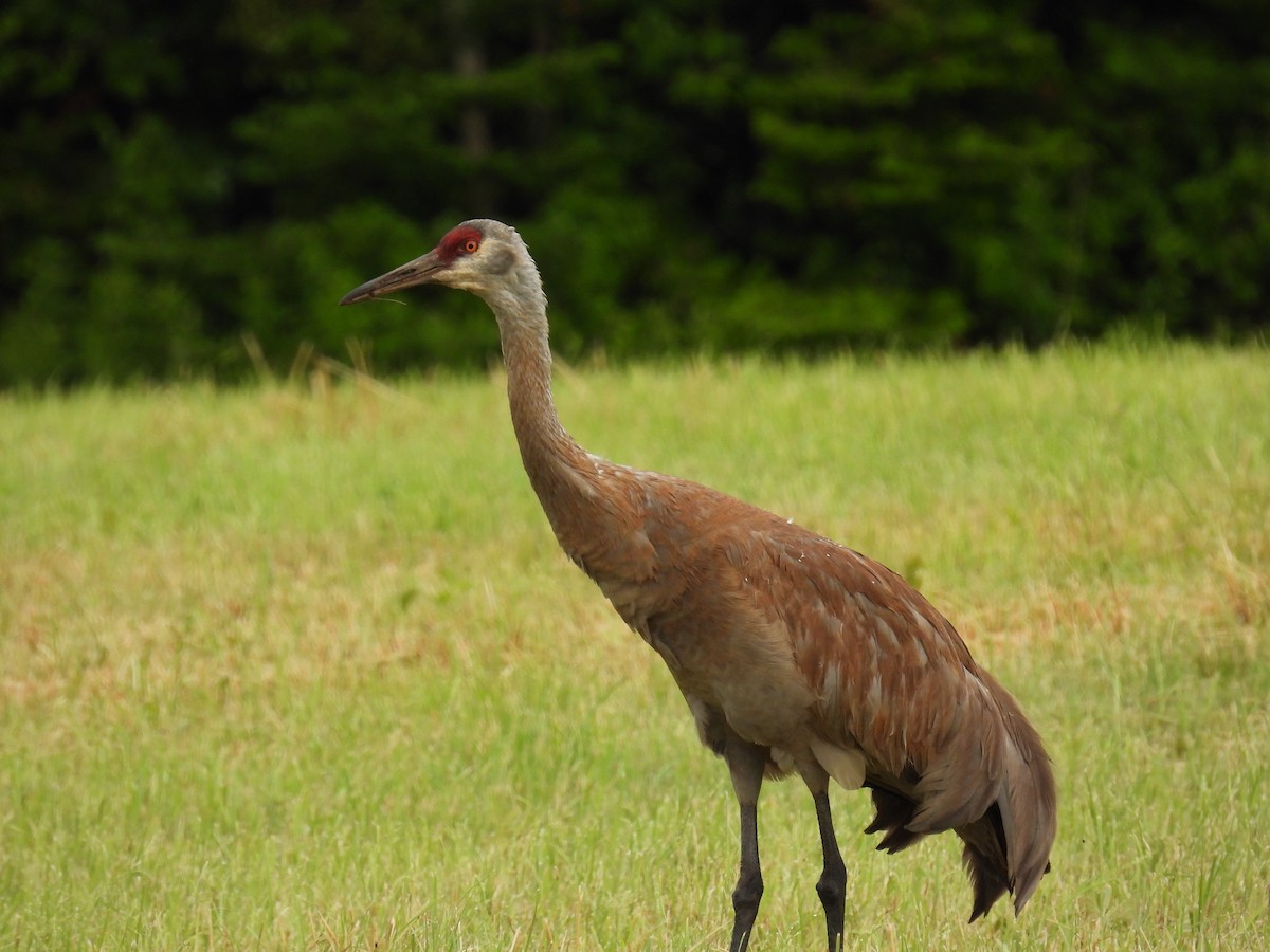 Sandhill Crane - ML348265771