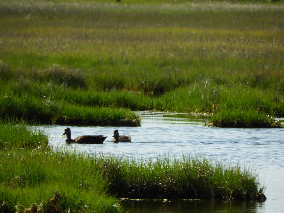 American Black Duck - ML348270261