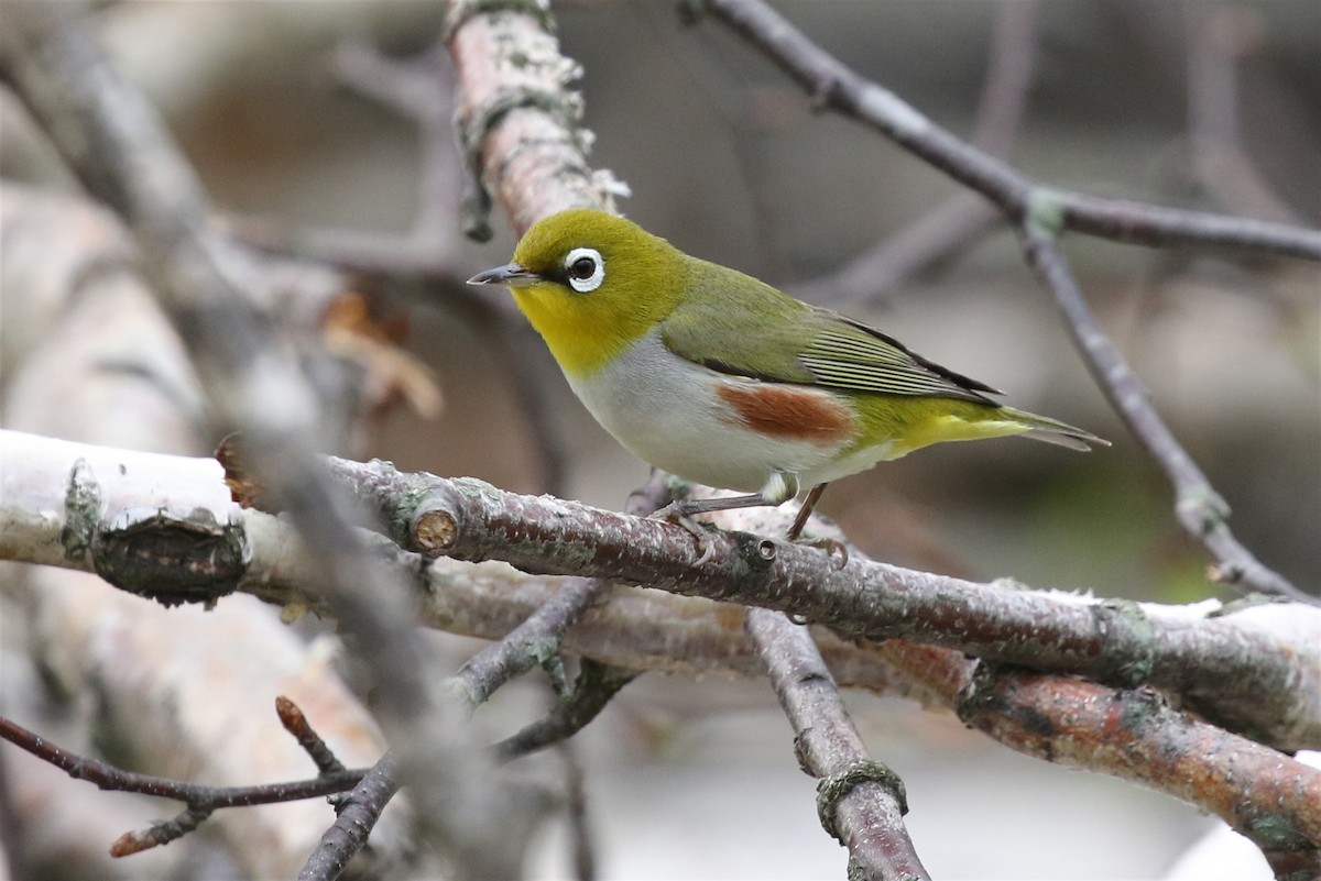 Буробокая белоглазка - ML348270441