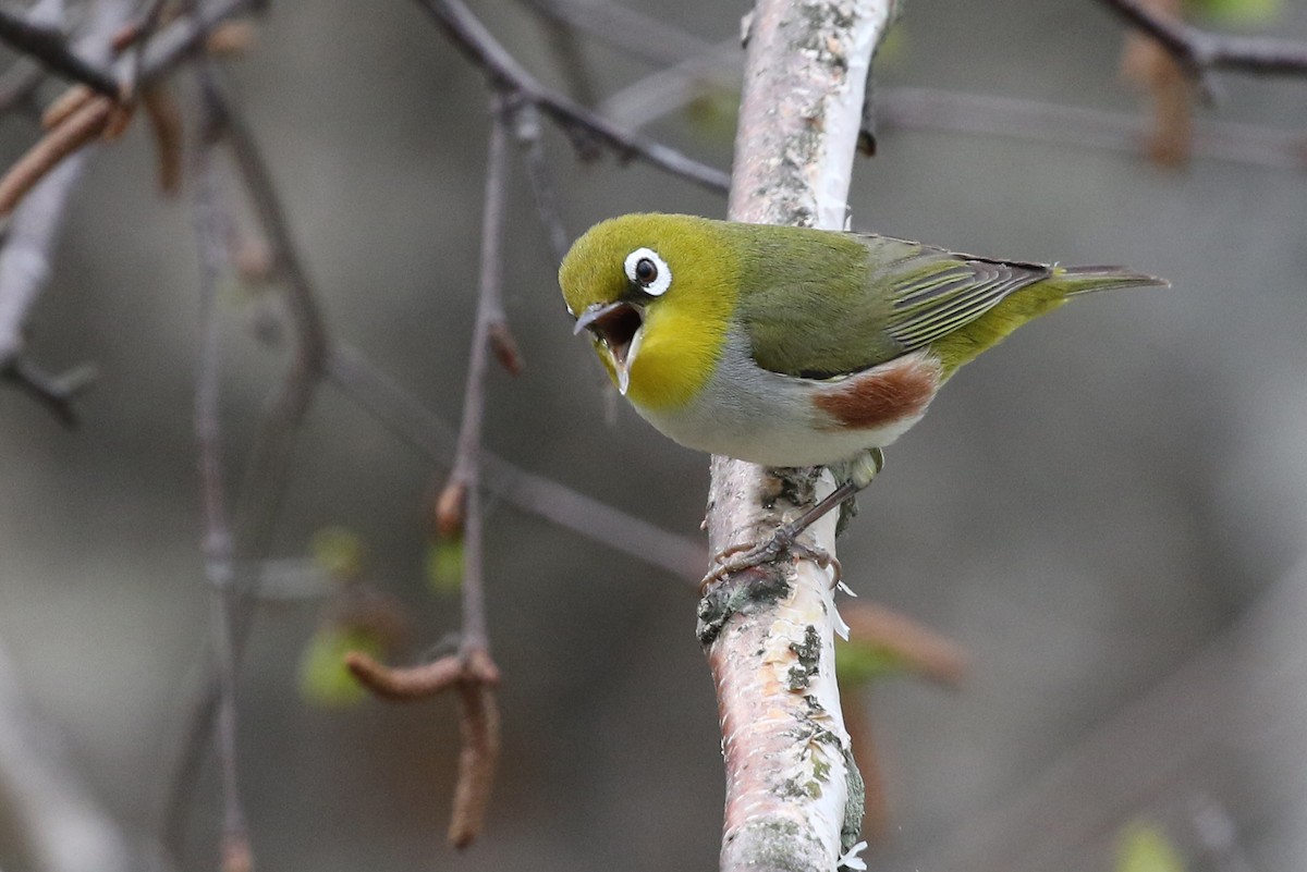 Chestnut-flanked White-eye - Yury Shashenko