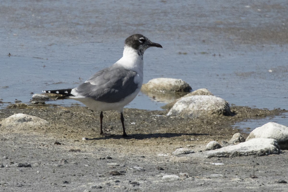 Franklin's Gull - ML348270921