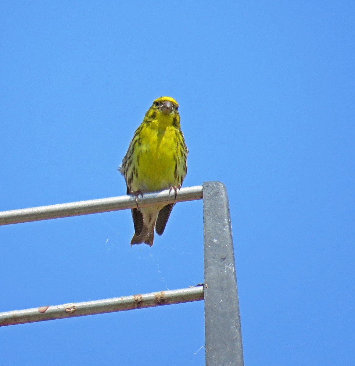 European Serin - Joao Freitas