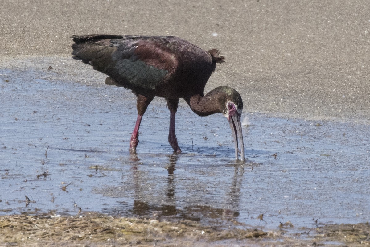 White-faced Ibis - ML348272351