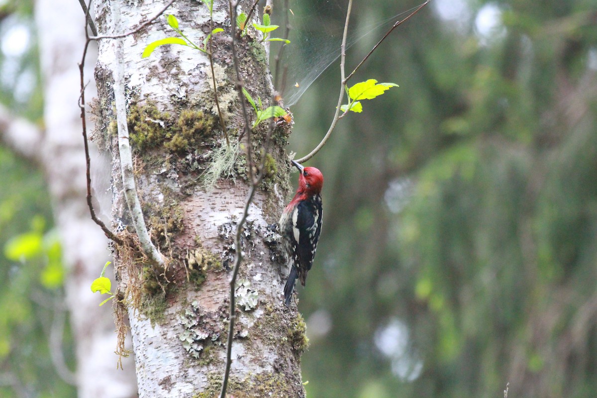 Red-breasted Sapsucker - ML348272771