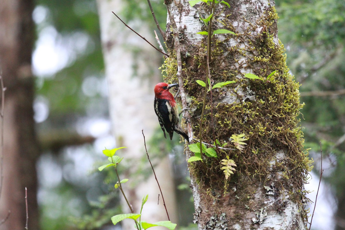 Red-breasted Sapsucker - ML348273131