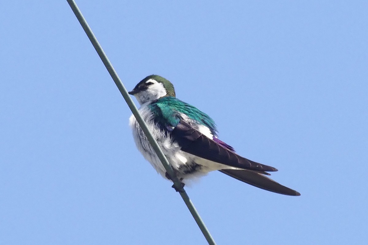 Violet-green Swallow - ML348274011