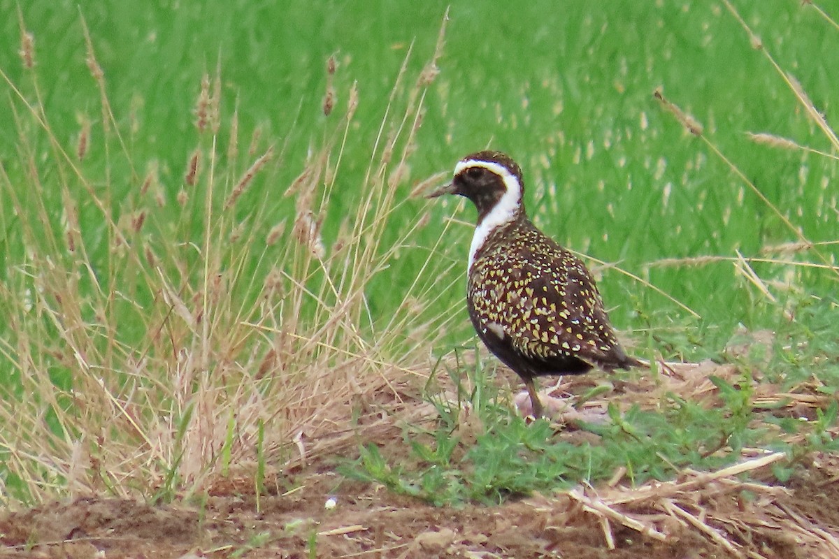 American Golden-Plover - Samuel Aunión Díaz