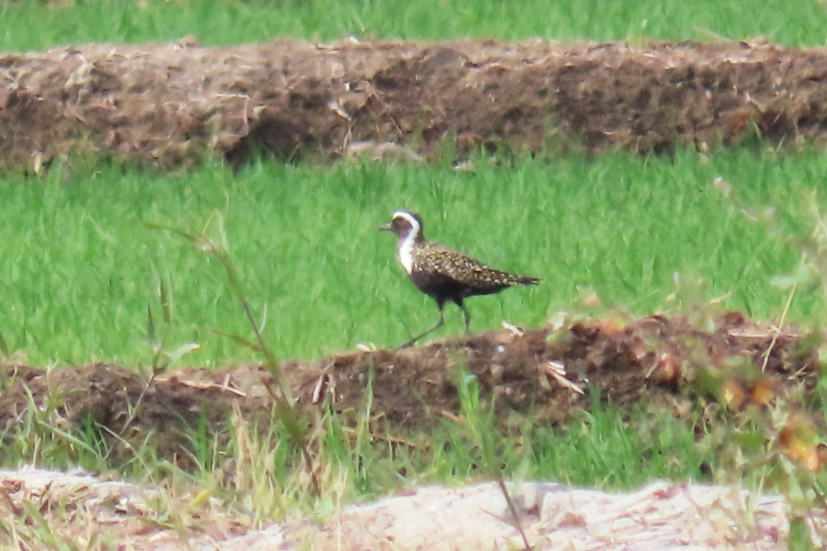 American Golden-Plover - Samuel Aunión Díaz