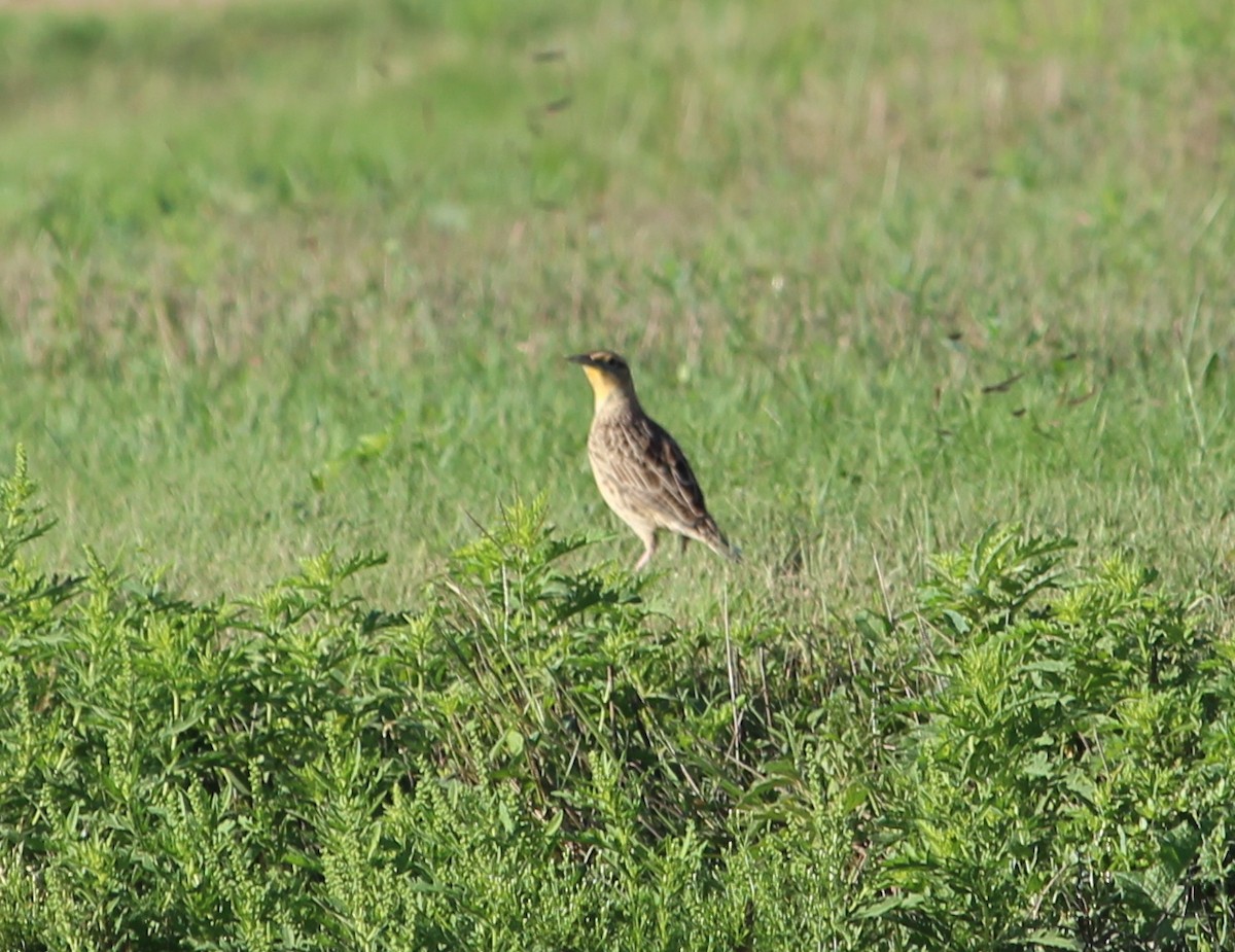 Eastern Meadowlark - ML34827591