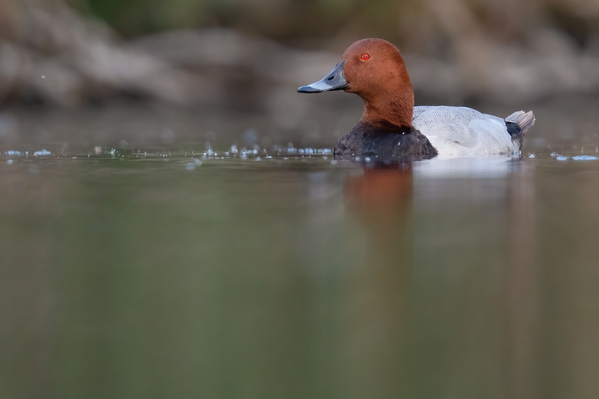 Common Pochard - Ben  Lucking