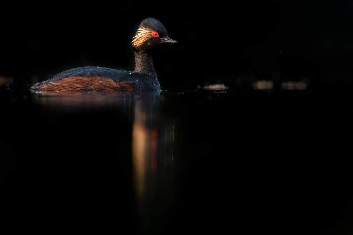 Eared Grebe - Ben  Lucking