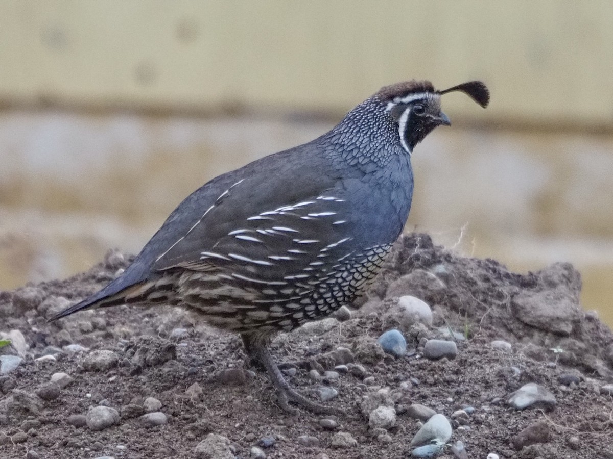 California Quail - Eleanor H Sarren