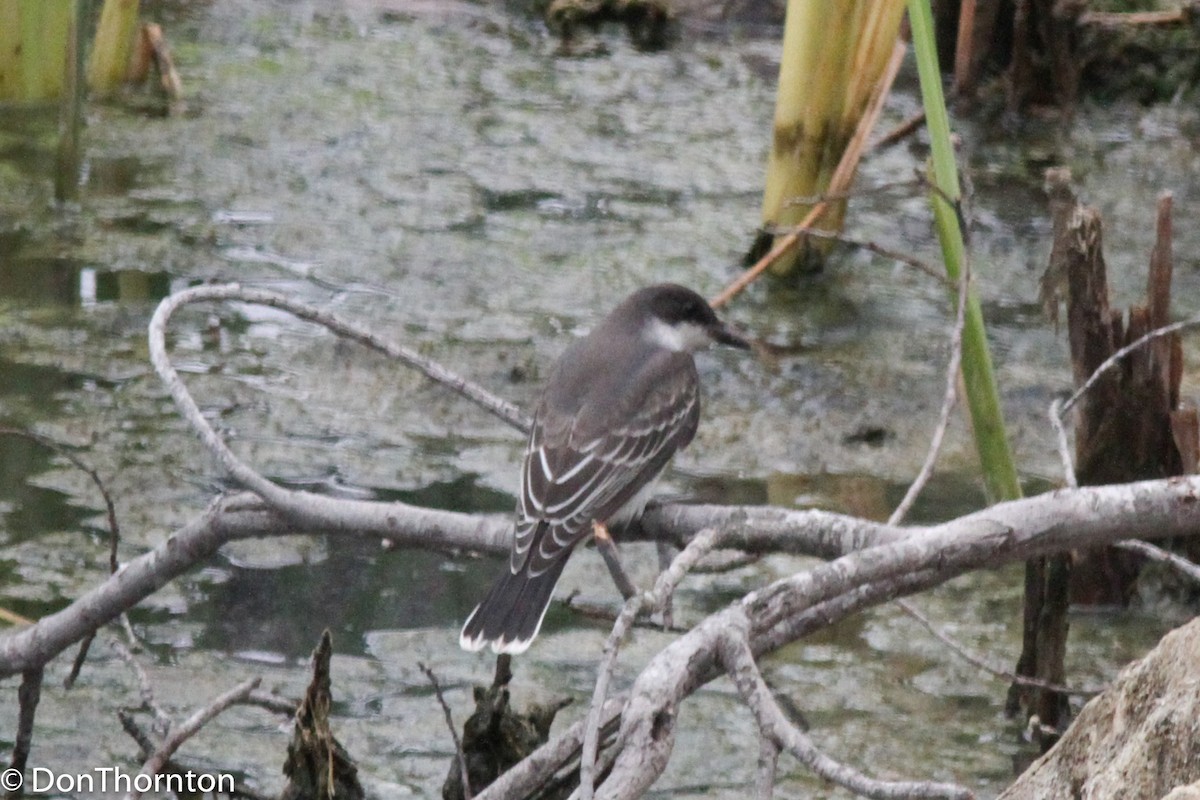 Eastern Kingbird - ML34827951