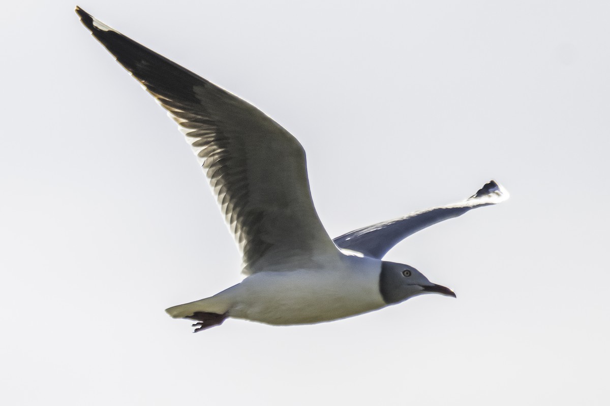 Gray-hooded Gull - Amed Hernández