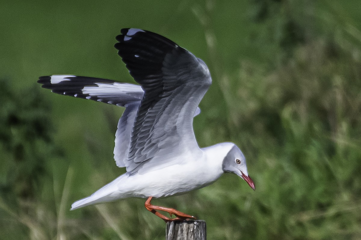 Gray-hooded Gull - ML348282281