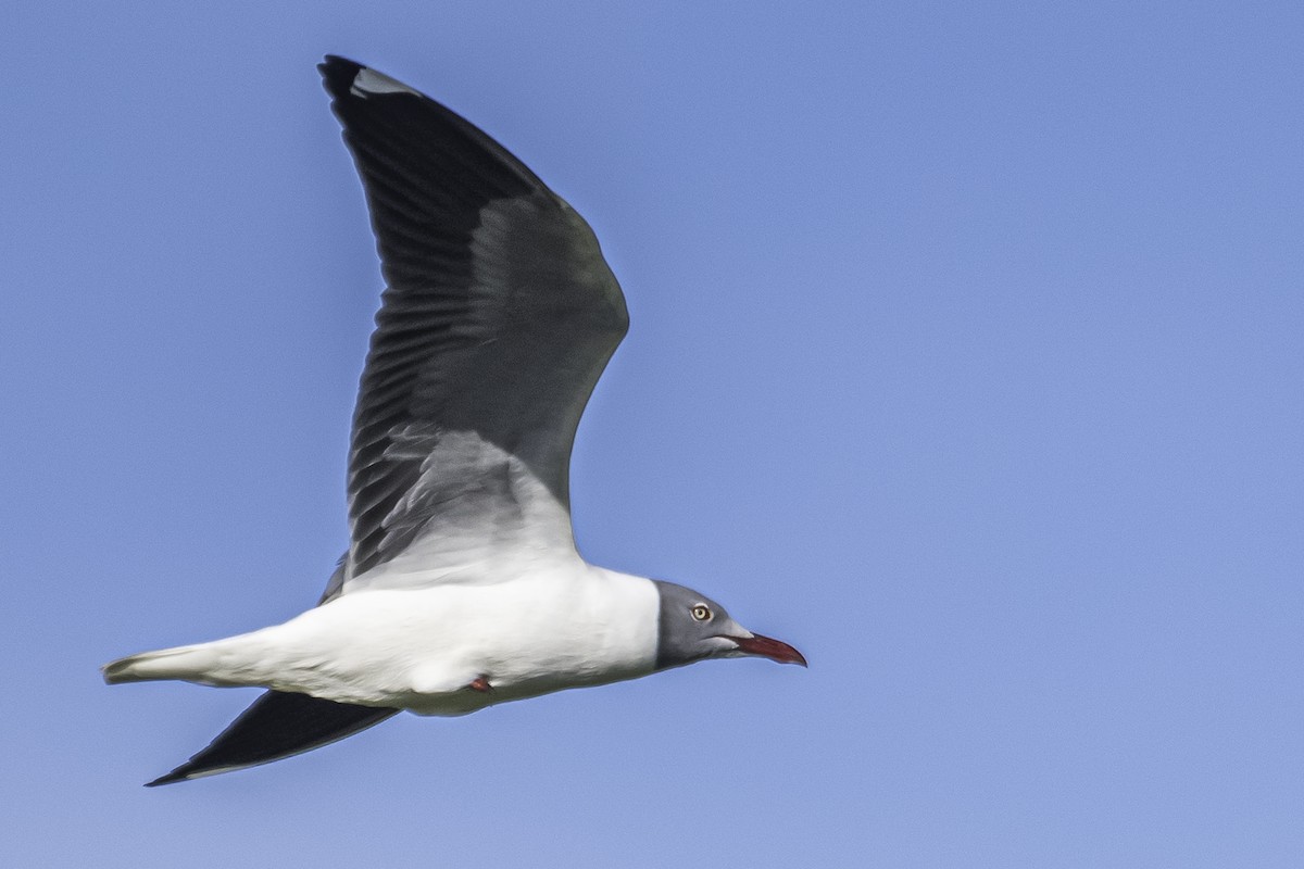 Gray-hooded Gull - Amed Hernández