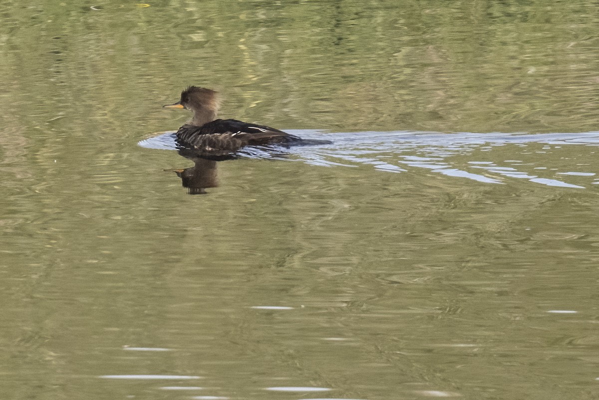 Hooded Merganser - ML348283761