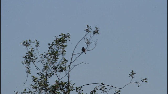 Alder Flycatcher - ML348284701