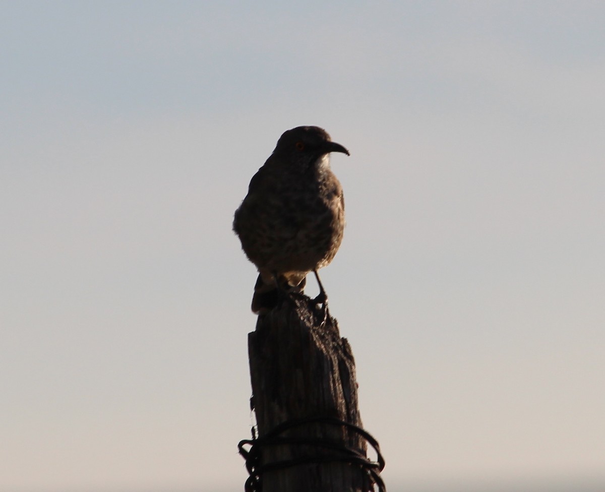 Curve-billed Thrasher - ML34828521