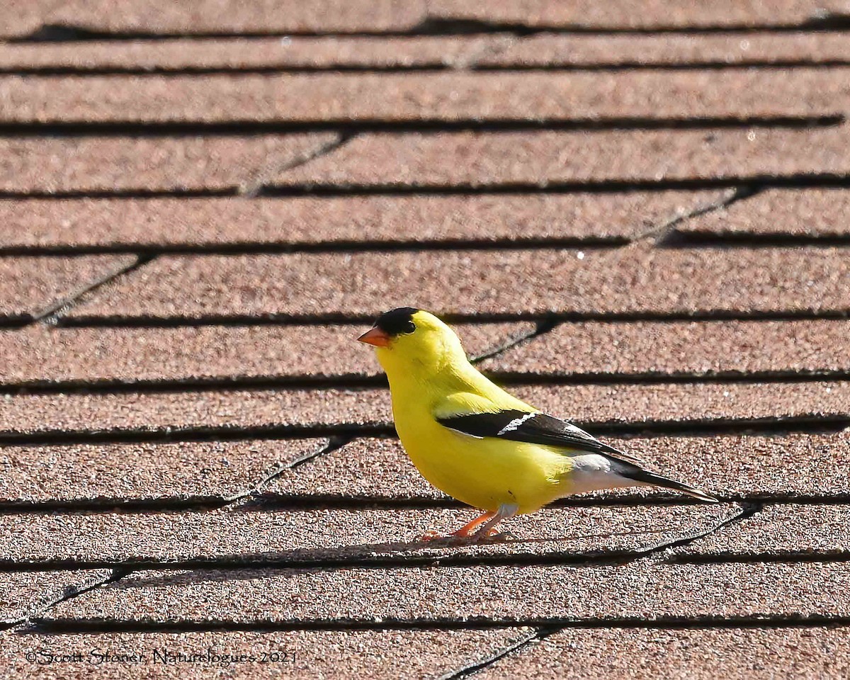 American Goldfinch - ML348286311