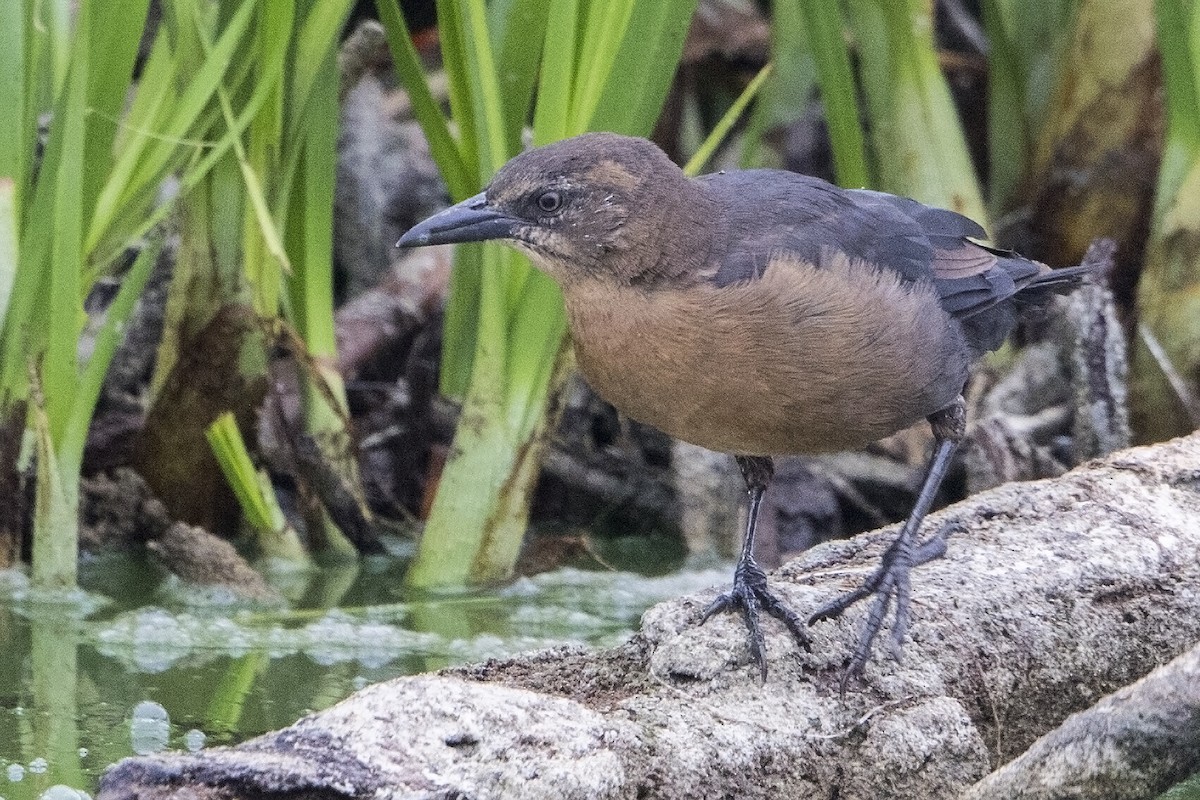 Great-tailed Grackle - ML34828751