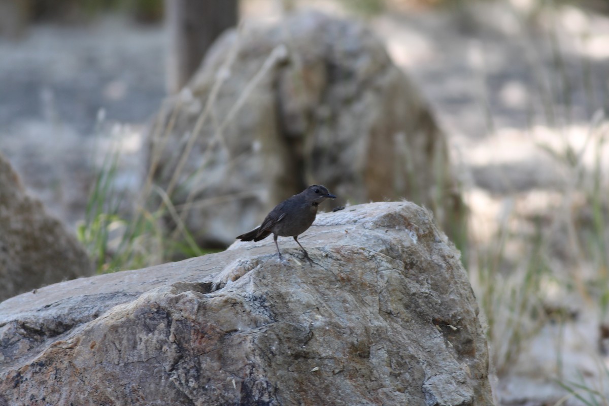 Gray Catbird - ML348287771