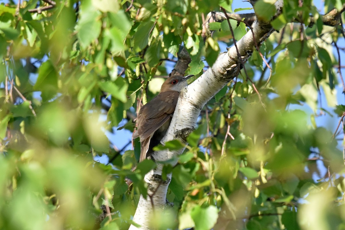 Black-billed Cuckoo - ML348288311