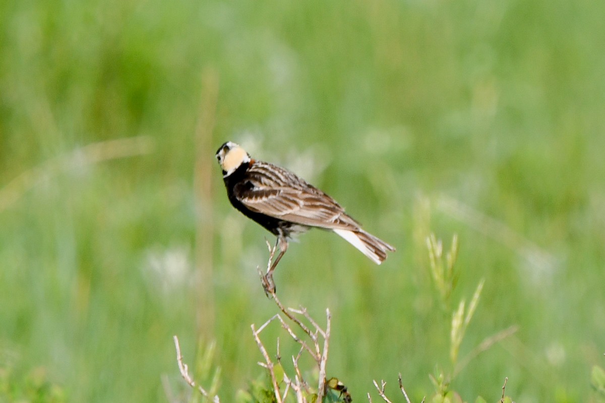 Chestnut-collared Longspur - Christine Kozlosky