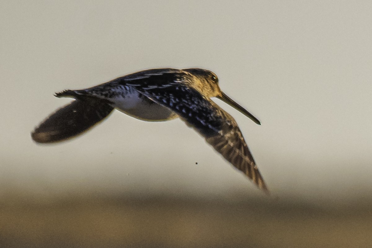 Pantanal/Magellanic Snipe - ML348291111