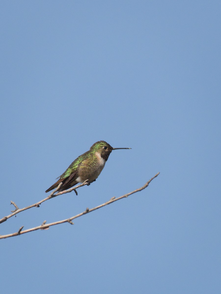 Geniş Kuyruklu Kolibri - ML348291381