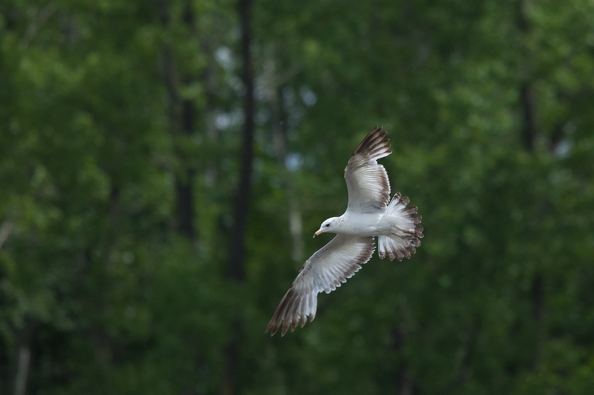 Ring-billed Gull - ML348292131