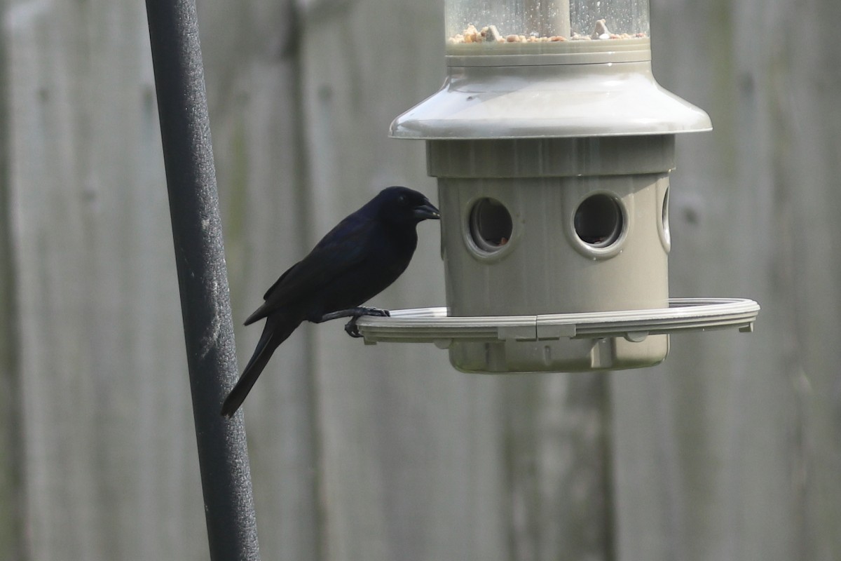 Shiny Cowbird - Alta Tanner