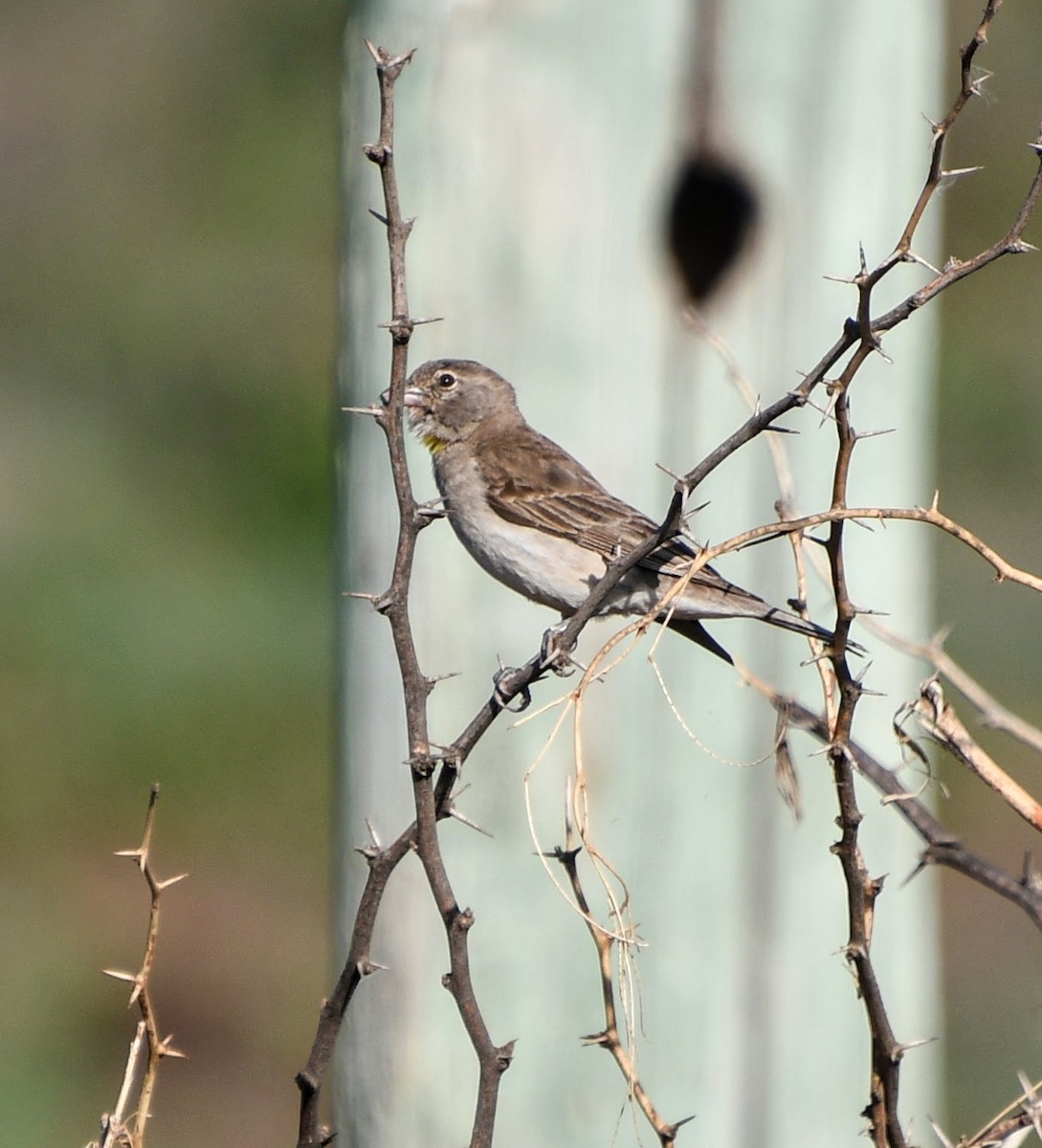 Yellow-spotted Bush Sparrow - Denise Van Peursem