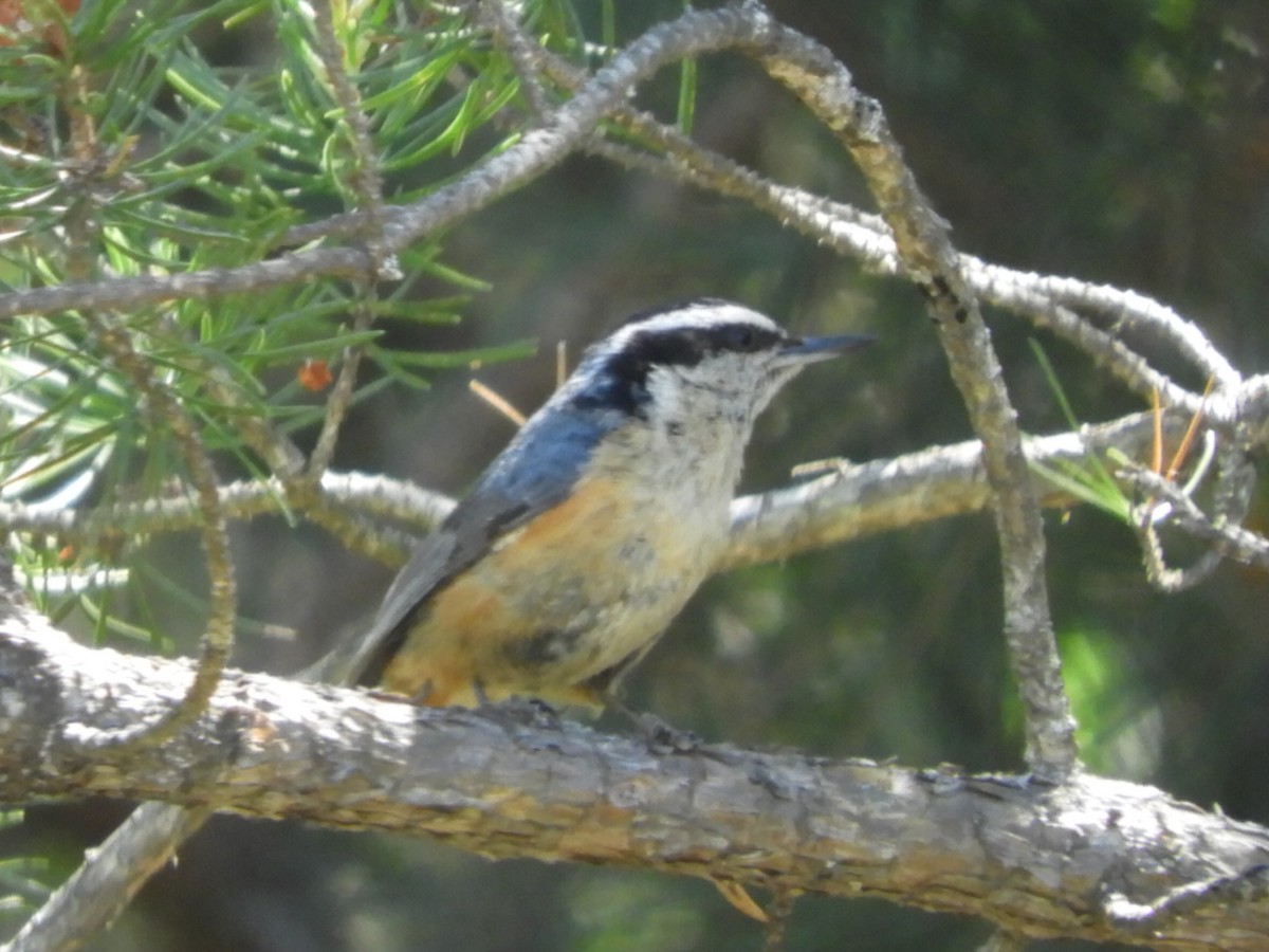 Red-breasted Nuthatch - Dennis Kent