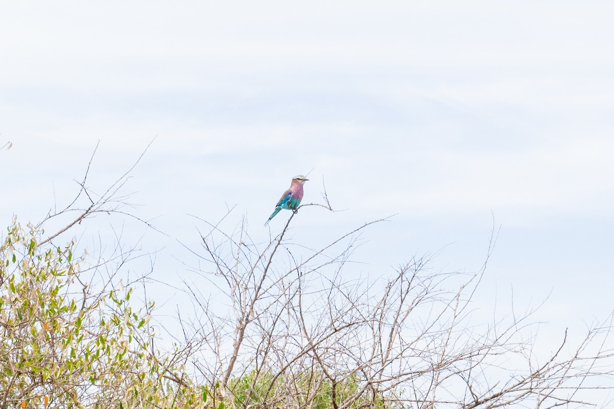 Lilac-breasted Roller - ML348298331