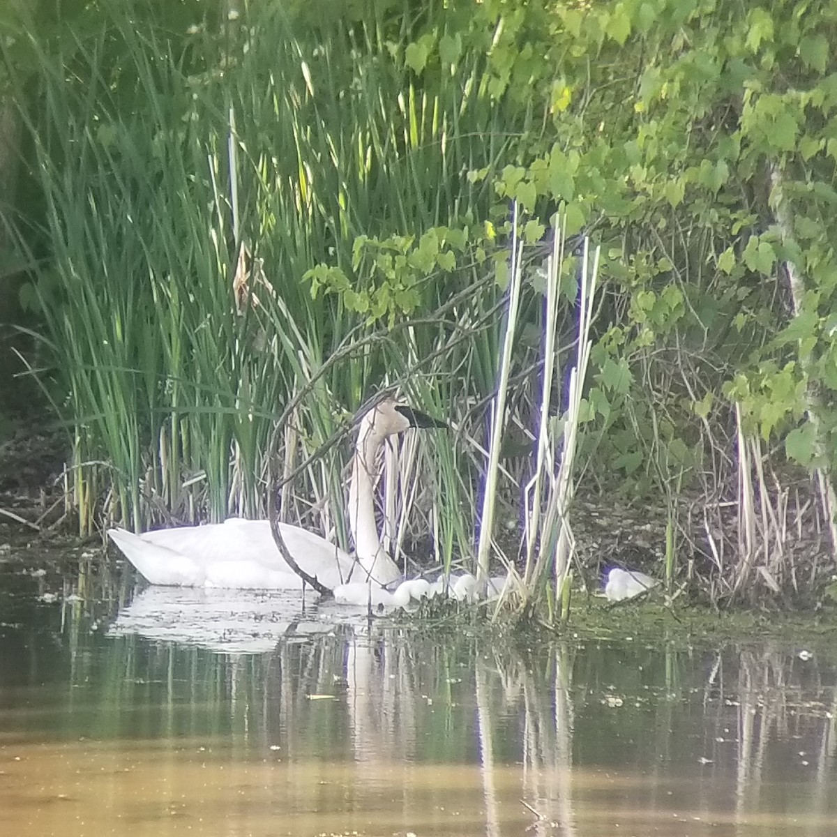 Trumpeter Swan - ML348298381